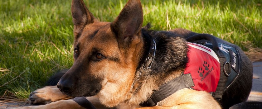 german shepherd 900220 1280